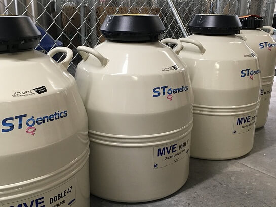 Отбор и оценка скота