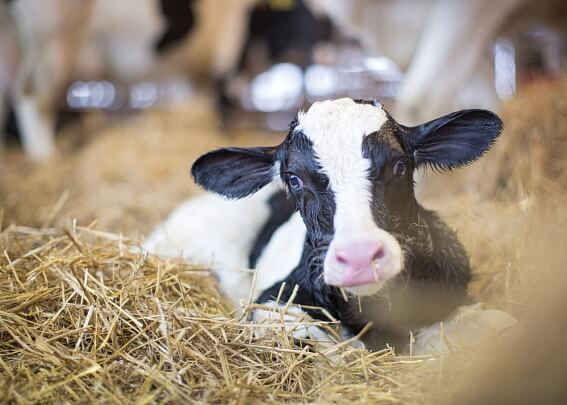 Воспроизводство стада «под ключ»