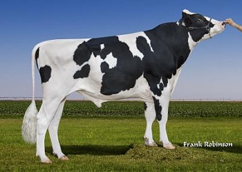 Молочные быки