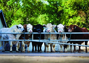 Мясные быки для молочных стад